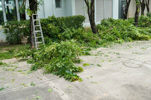 Best Arborist Services Near Me  in USA